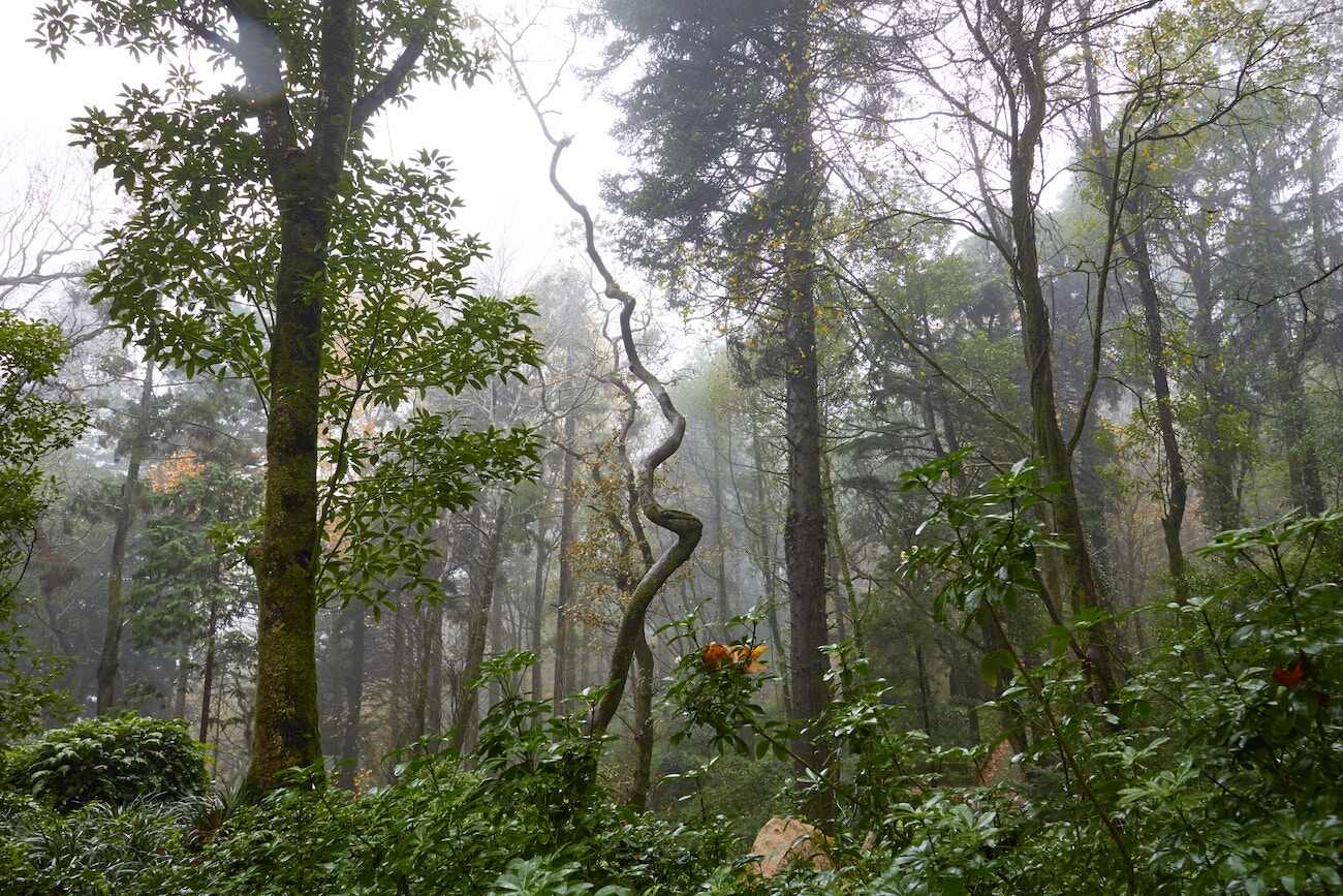 Selva da Sintra, Portugal